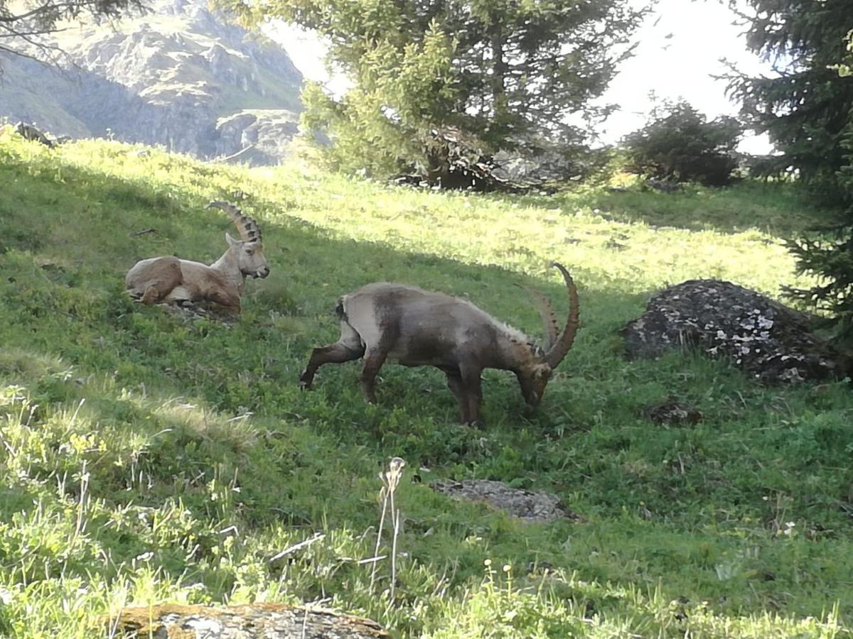 Valettes Le Cocon Du Catogne Proche Martigny Verbier - Netflix - מראה חיצוני תמונה